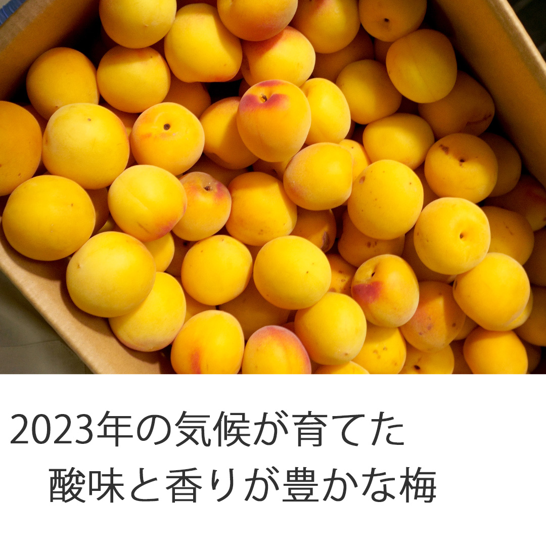 冬の冷え込みと春の温暖さが育んだ2023年産、酸味と香り豊かな月向梅酒